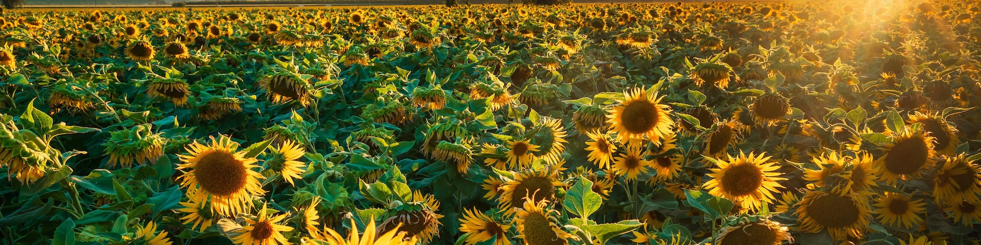 Sunflower Field at Sunset