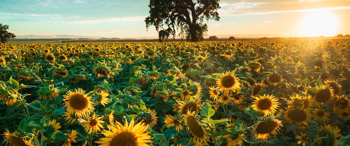 Sunflower Field at Sunset
