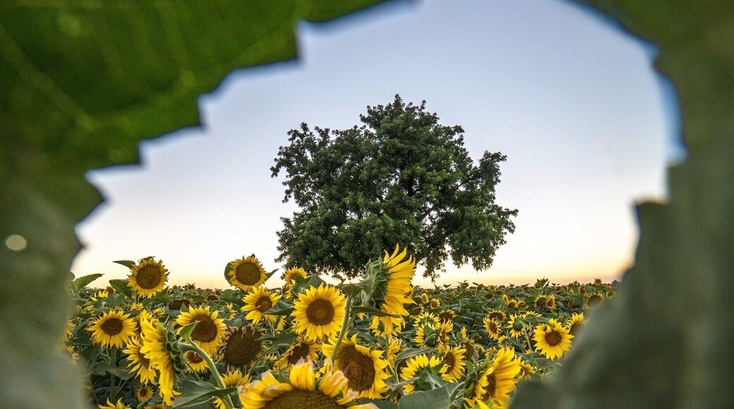 Sunflowers in June are a must see!