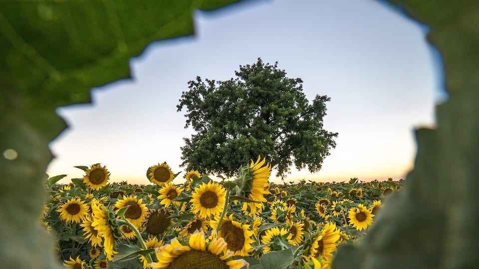 Sunflowers in June are a must see!