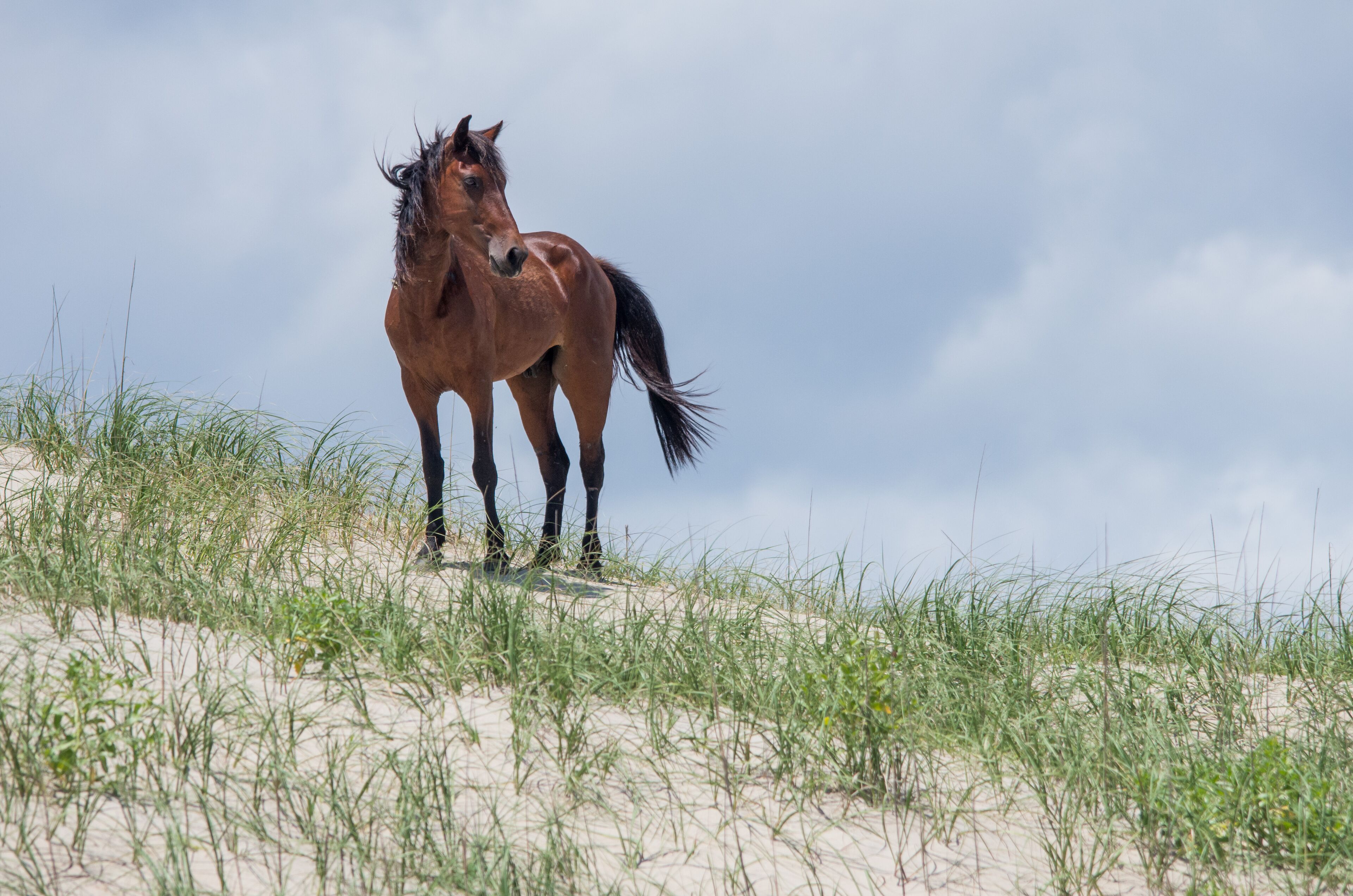 Wild Colonial Spanish Mustangs on the northern Currituck Outer Banks