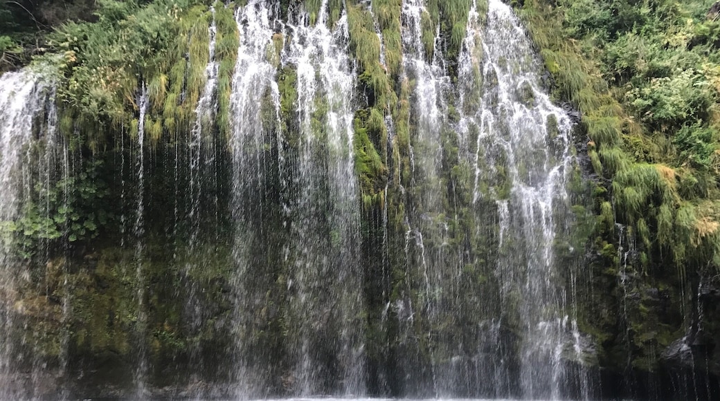So glad I made the 1 mile trek up the railroad tracks to this hidden gem in NorCal. There is officially no trail, but park your car above Shasta Retreat then walk through town to the railroad tracks. Follow along the tracks for about a mile and when you come to the first bridge over the Sacramento River look right. You'll hear them too. Follow the path and you will be stunned. This picture only covers part of the falls. They are 200 feet wide and are Springs pouring out of the rock face. I'm so glad I didn't let the fact that there was no trail stop me. Do beware there's trains. 2 passed me and they come close. Well worth the risk!