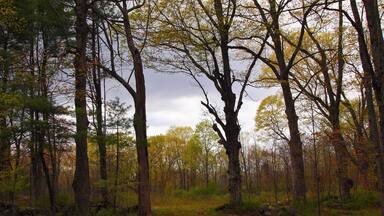 A walk through the woods in Durham