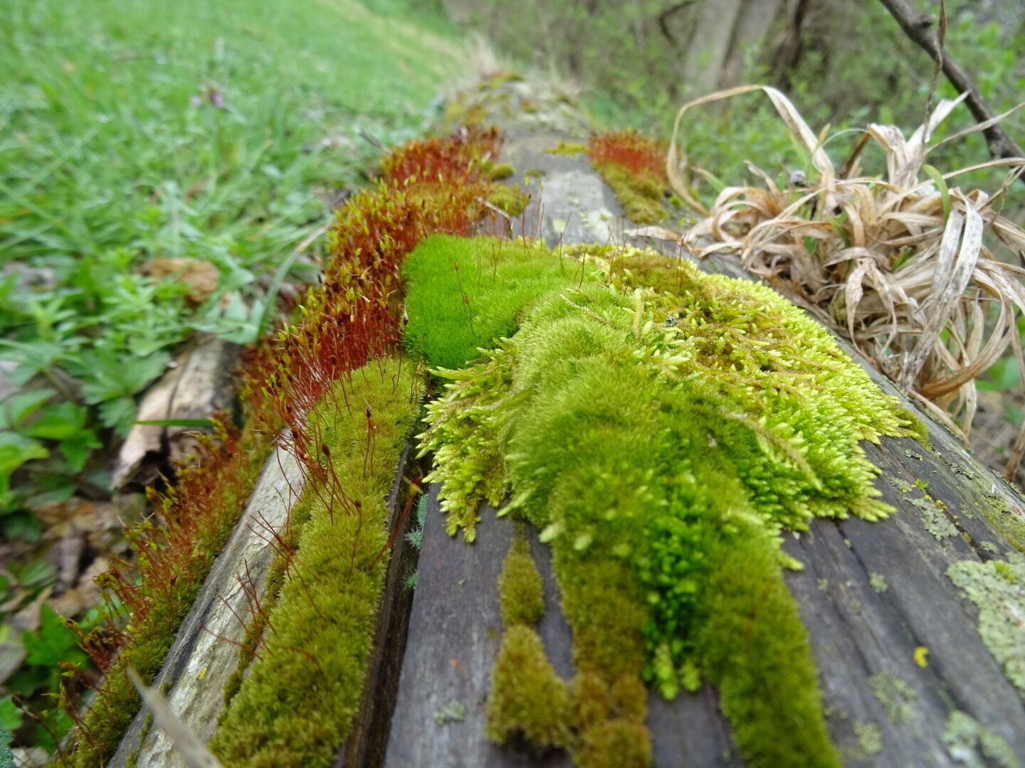 So many different kinds of moss. So many different shades of #green .