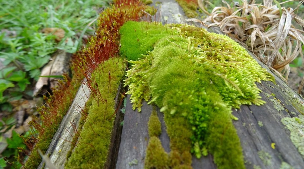 So many different kinds of moss. So many different shades of #green .