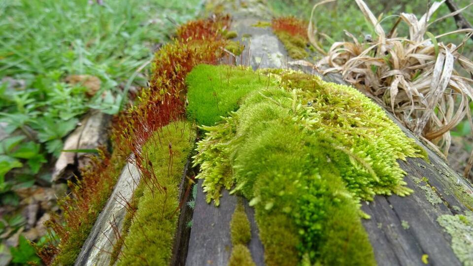So many different kinds of moss. So many different shades of #green .