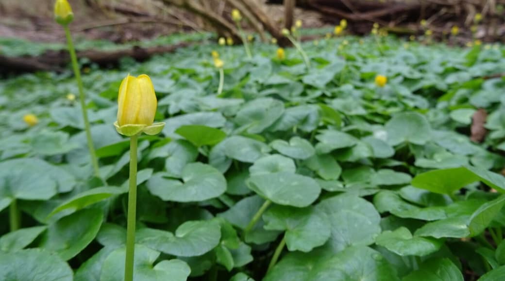 The dormant forest begins to awaken thanks to this installation of #green carpeting of marsh-marigolds (Caltha palustris).