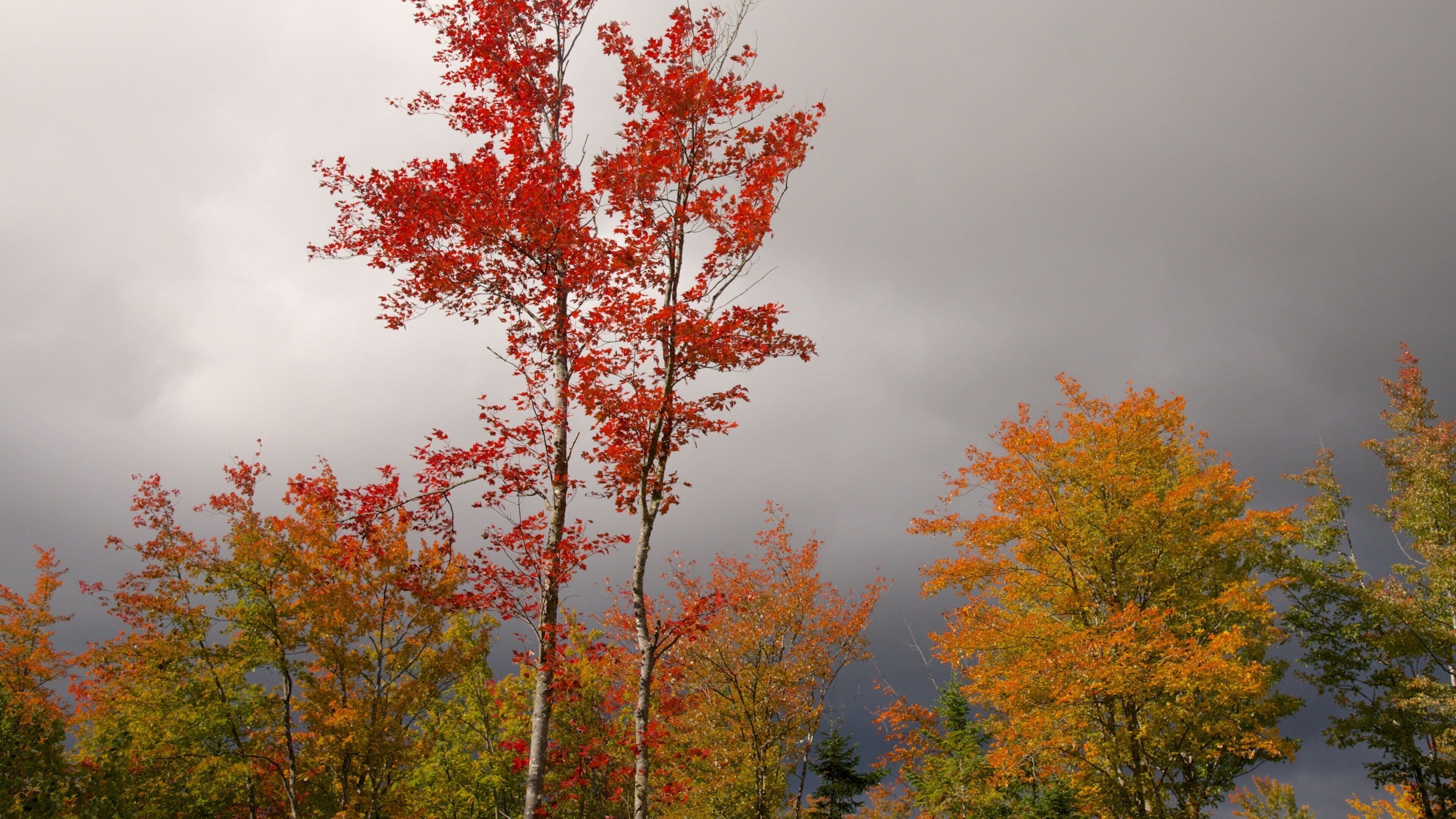 A forest with autumn-colored trees and a cloudy sky.