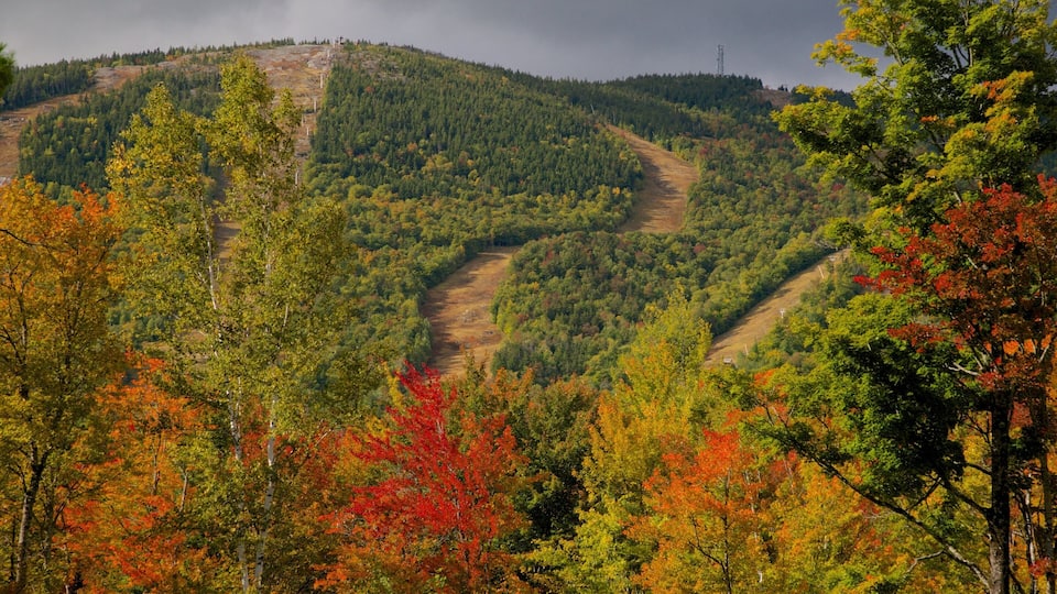 A forested mountain with winding roads and a power line tower.