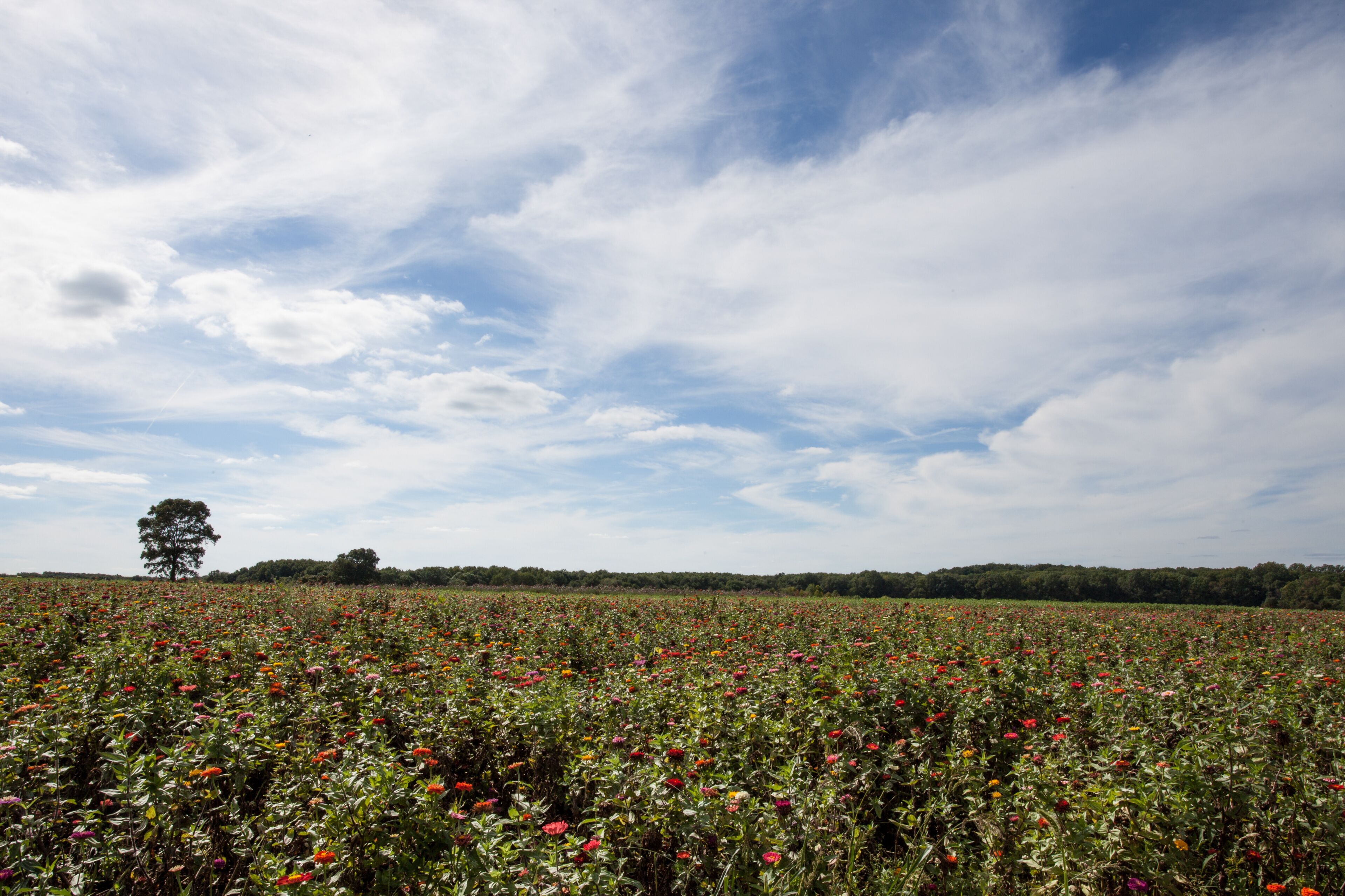 A field of colorful flowers under a partly cloudy sky.