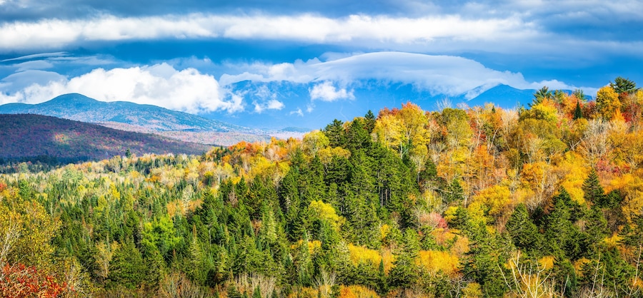 A forest with autumn foliage and mountains in the background.