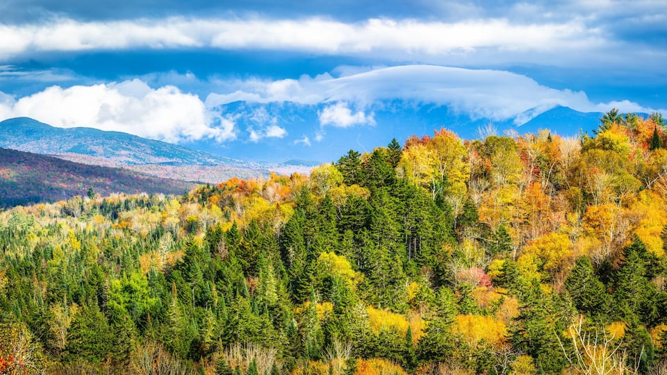 A forest with autumn foliage and mountains in the background.