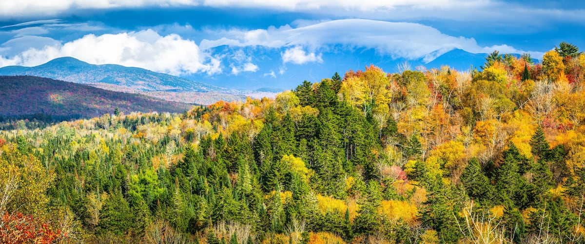 A forest with autumn foliage and mountains in the background.