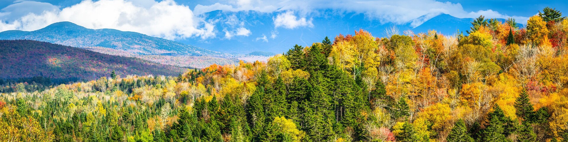 A forest with autumn foliage and mountains in the background.