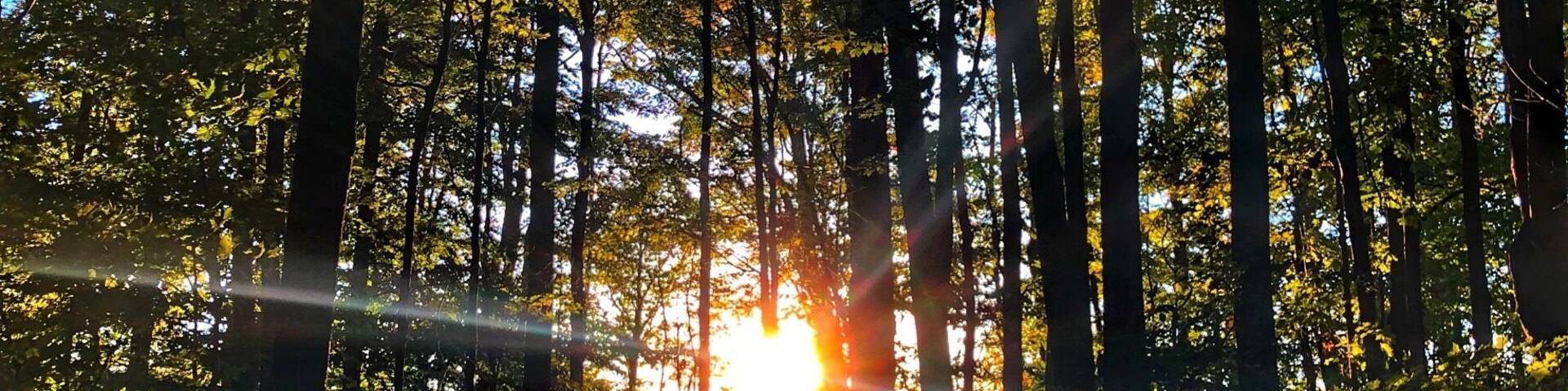 A forest with tall trees and sunlight filtering through the leaves.