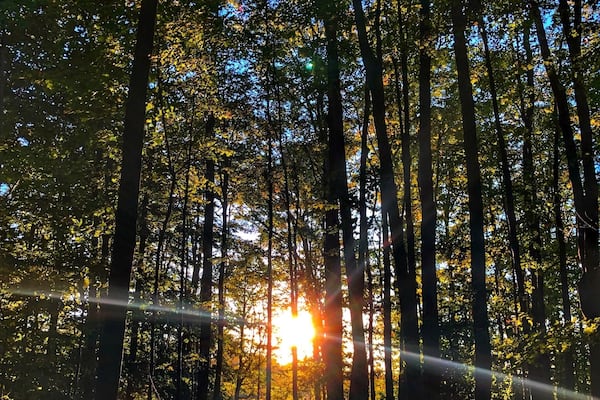 Une forêt où les arbres sont hauts et où la lumière du soleil filtre à travers les feuilles.