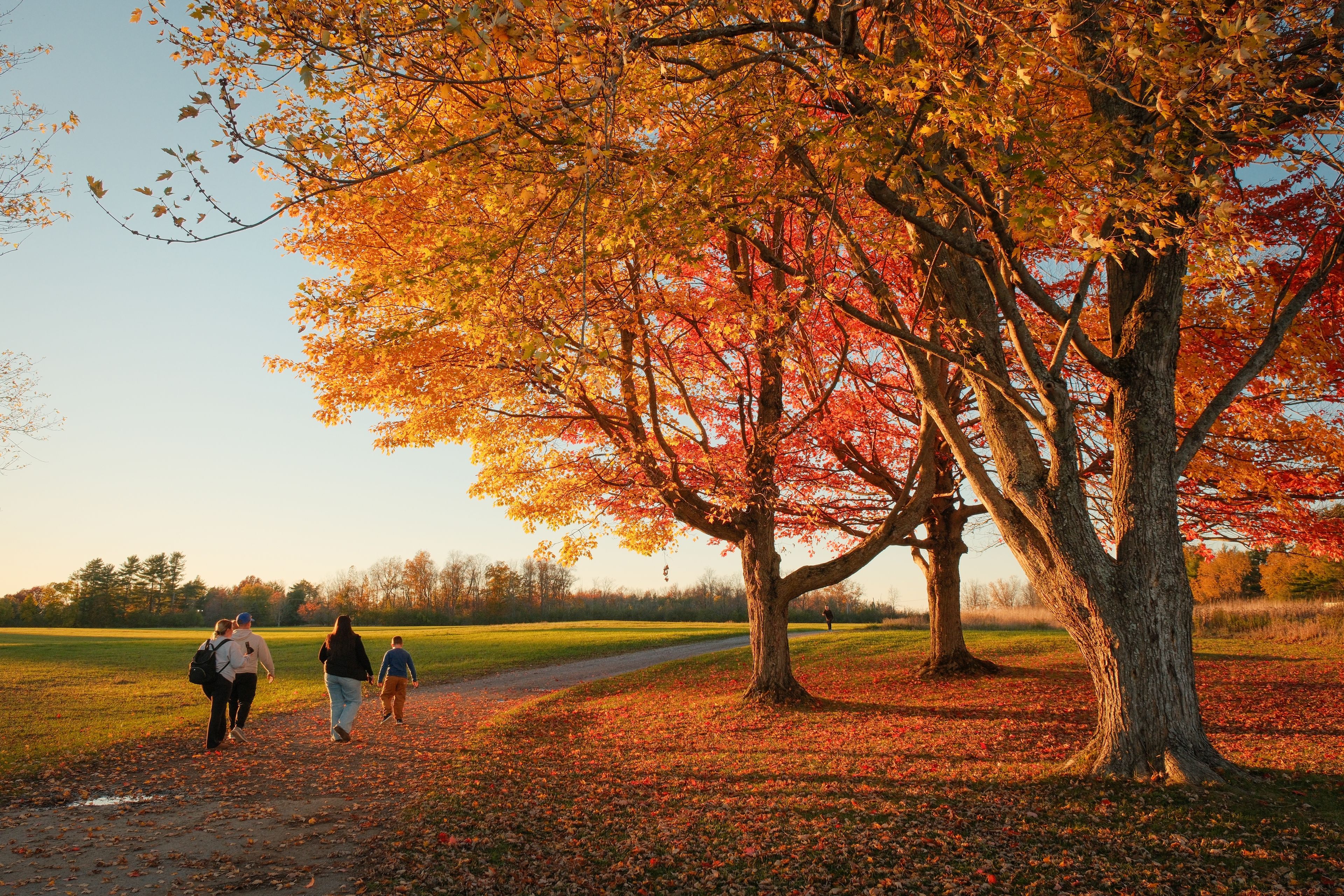 A family walking amongst autumn trees at Knox Farm State Park, East Aurora, New York