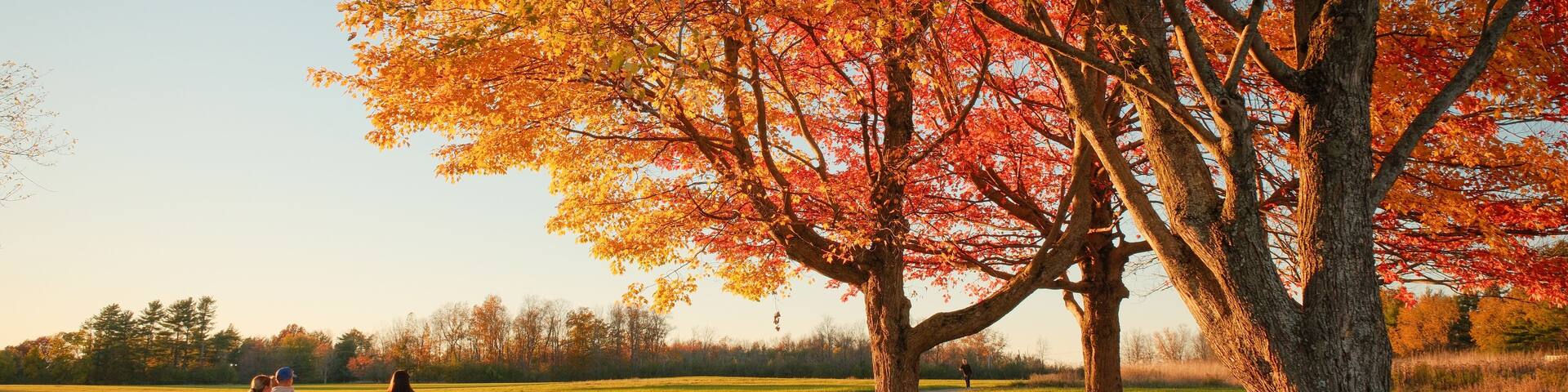 A family walking amongst autumn trees at Knox Farm State Park, East Aurora, New York