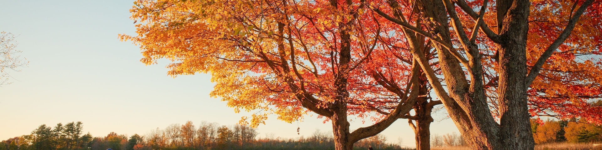 A pathway through a park with autumn foliage, a large tree with red leaves, and a grassy field.
