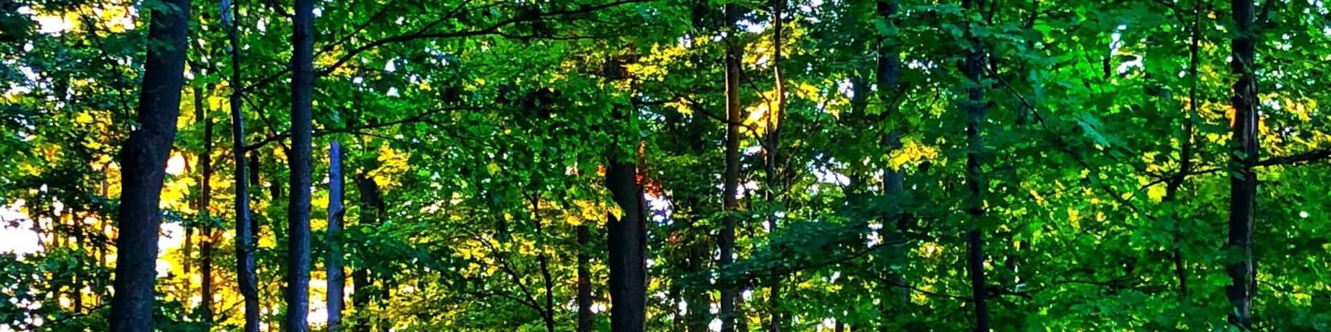 A path less traveled?
