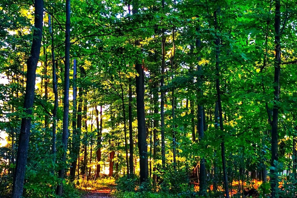 A forest path surrounded by tall trees with dense green foliage.