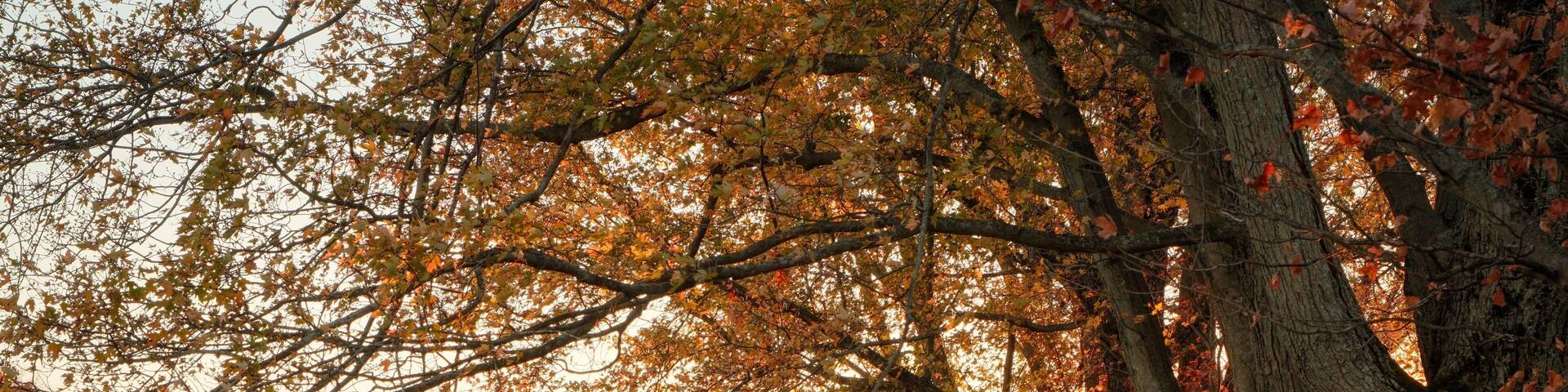 Autumn color at Knox Farm State Park, East Aurora, New York