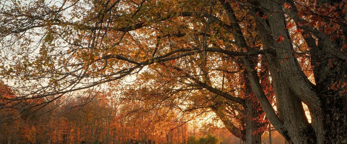 A wooden fence, trees with autumn leaves, and a grassy field.