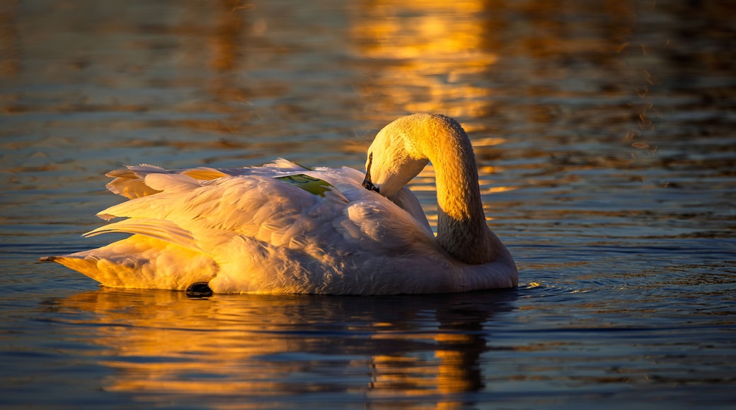 Ein Schwan schwimmt in ruhigem Wasser mit einem goldenen Spiegelbild.