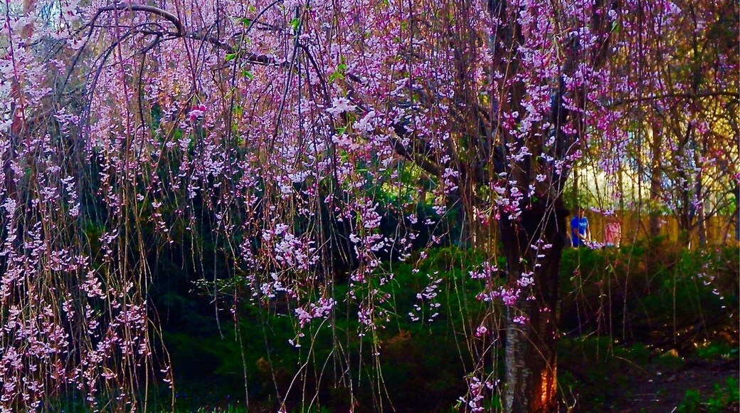 Cherry Blossom in Kariya Park.
Kariya Park is located in the heart of the city of Mississauga, it is a serene green space featuring Japanese-inspired gardens, walkways, structures, and a duck pond.
#Canada #Mississauga #cherry #Sakura #Ontario #pond #JapaneseGarden #park #LikeALocal