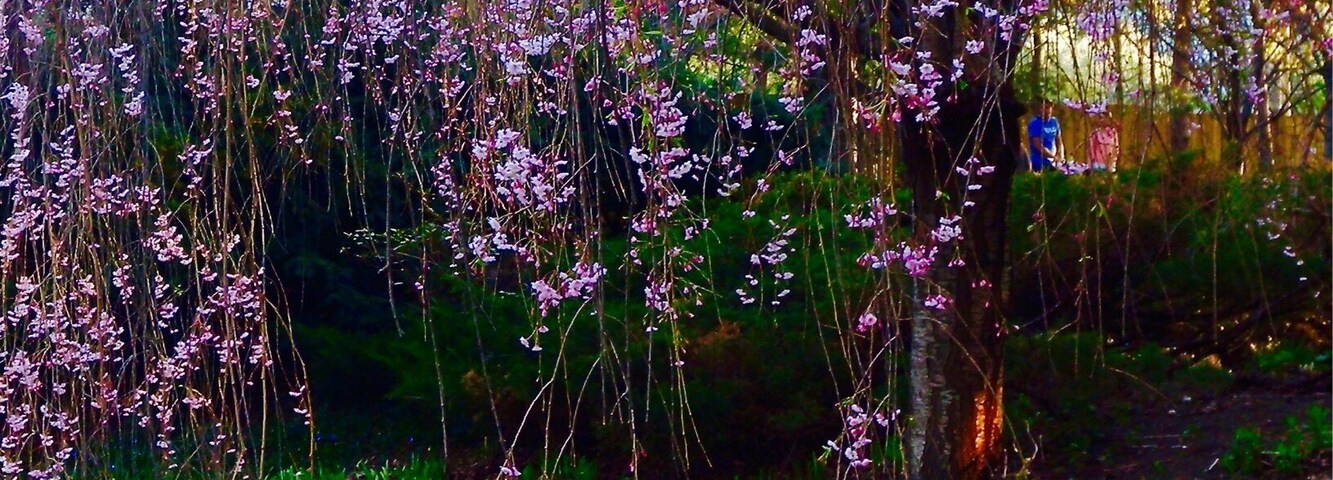 Cherry Blossom in Kariya Park.
Kariya Park is located in the heart of the city of Mississauga, it is a serene green space featuring Japanese-inspired gardens, walkways, structures, and a duck pond.
#Canada #Mississauga #cherry #Sakura #Ontario #pond #JapaneseGarden #park #LikeALocal