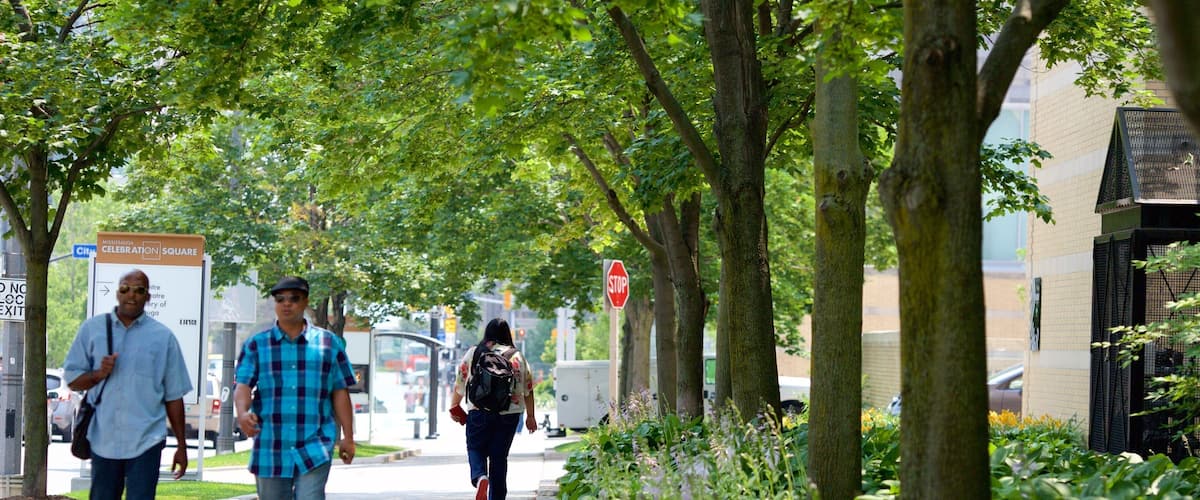 A tree-lined sidewalk with a stop sign, a bus stop, and a sign for Mississauga Celebration Square.