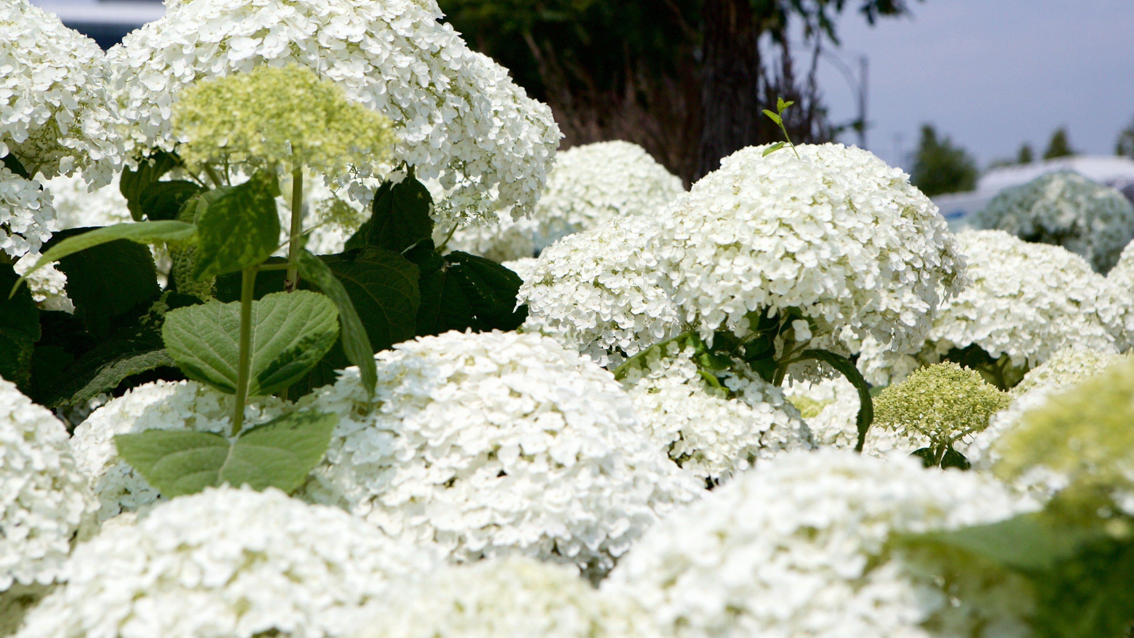 A garden with white hydrangea flowers and green leaves.