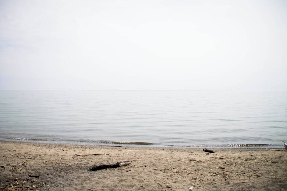 Una playa con agua tranquila, ramas de madera varadas y una gaviota.