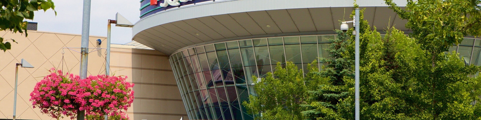 Mississauga featuring flowers as well as an individual femail