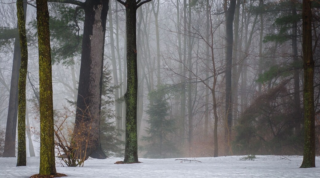 Warm air off the lake added a nice layer of fog.