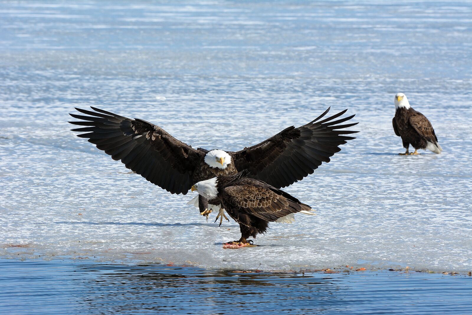Taken at Millers Landing across from Palisades Park. In the late Spring Bald Eagles start to migrate through looking for areas of open ice to fish. In cold Winters they are always common around open water. They always strike me as huge birds when I get close to them.