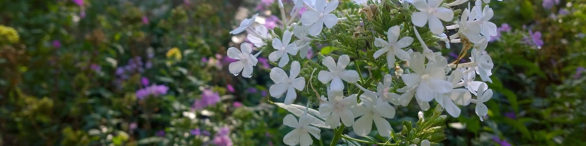 Located in Fremont, Ohio, the Rutherford B. Hayes Presidential Center comprises the Rutherford B. Hayes Museum and Library and Spiegel Grove, a wooded estate encompassing the Hayes home, residence to several generations of the Hayes family. Opened in 1916, the Rutherford B. Hayes Center Library was the first presidential library and one of only three for a 19th-century president.