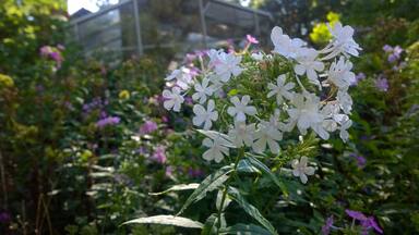 Located in Fremont, Ohio, the Rutherford B. Hayes Presidential Center comprises the Rutherford B. Hayes Museum and Library and Spiegel Grove, a wooded estate encompassing the Hayes home, residence to several generations of the Hayes family. Opened in 1916, the Rutherford B. Hayes Center Library was the first presidential library and one of only three for a 19th-century president.