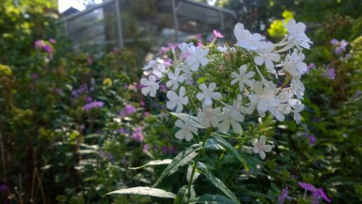 Located in Fremont, Ohio, the Rutherford B. Hayes Presidential Center comprises the Rutherford B. Hayes Museum and Library and Spiegel Grove, a wooded estate encompassing the Hayes home, residence to several generations of the Hayes family. Opened in 1916, the Rutherford B. Hayes Center Library was the first presidential library and one of only three for a 19th-century president.