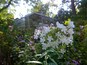 Ein Garten mit weißen Blüten und einem Gewächshaus im Hintergrund.
