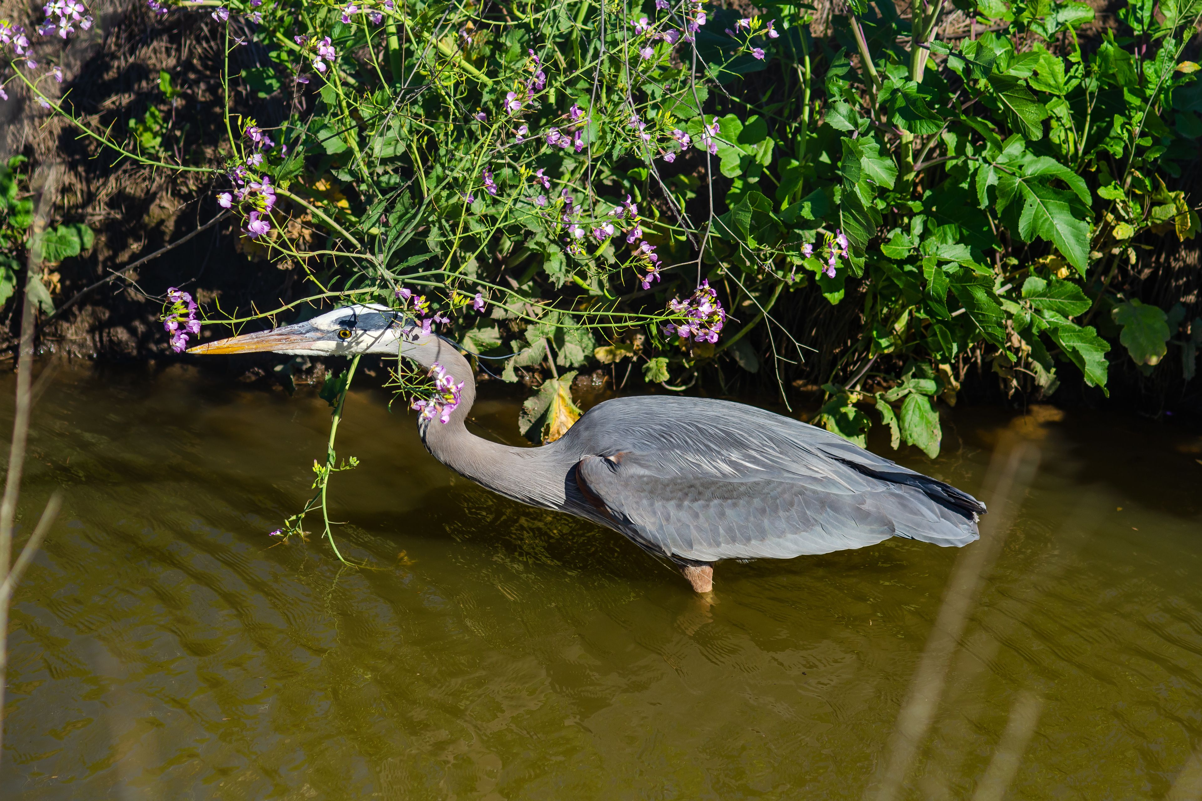 A heron standing in water with purple flowers and green foliage in the background.