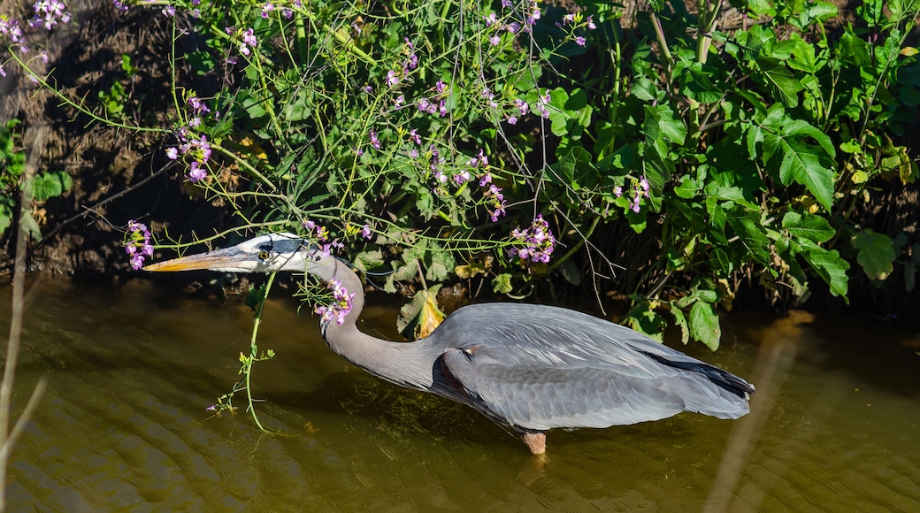 A heron standing in water with purple flowers and green foliage in the background.