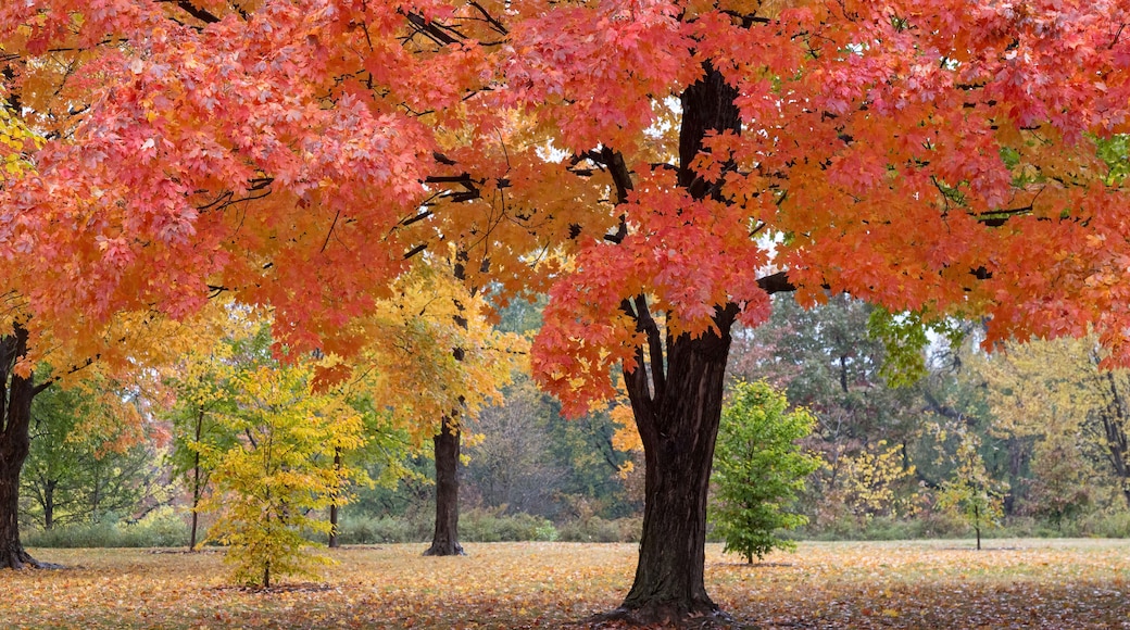Autumn Trees