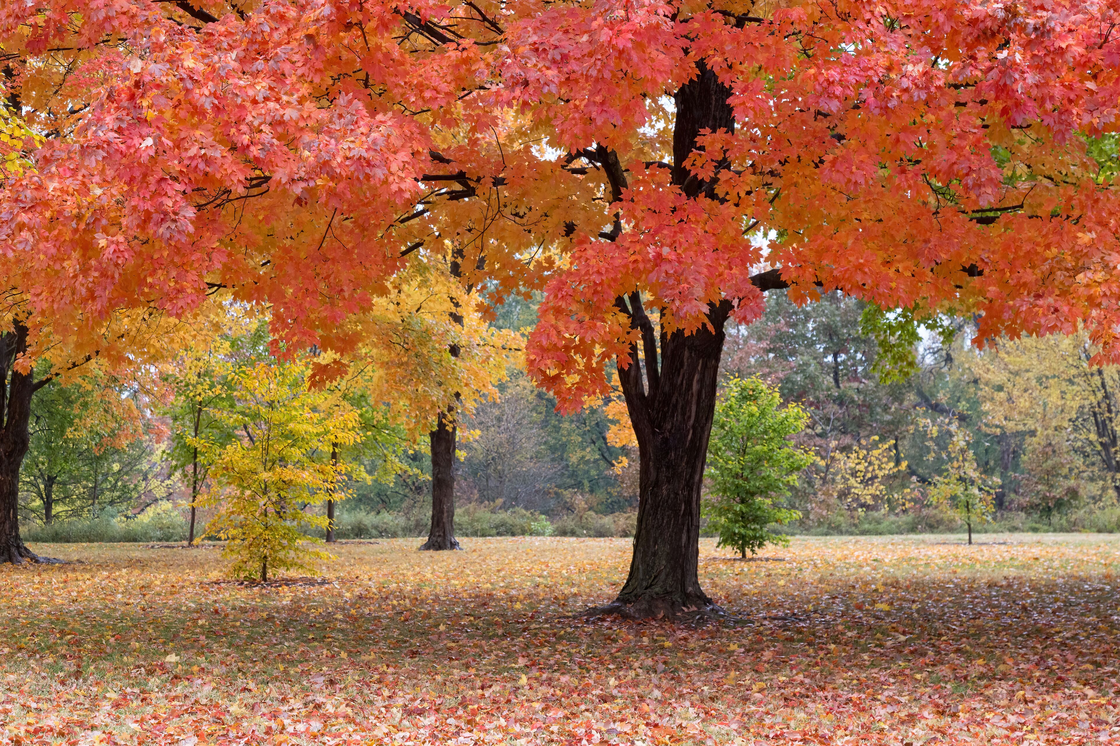 A park with autumn trees displaying red and yellow leaves.