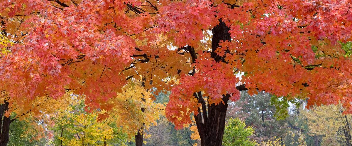 A park with autumn trees displaying red and yellow leaves.