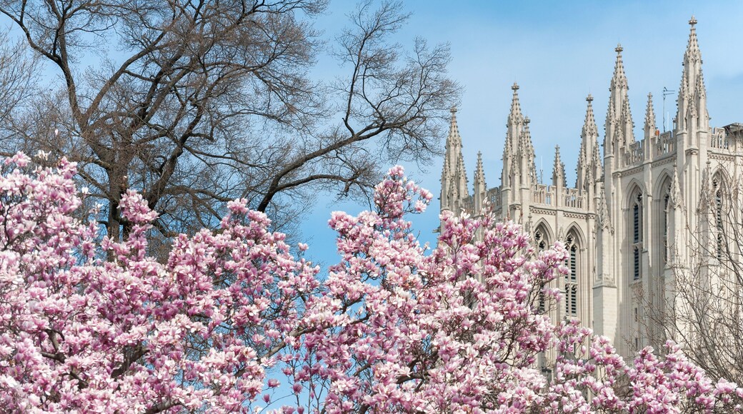 Tulip blossoms with the spire of DC's National Cathedral in the spring