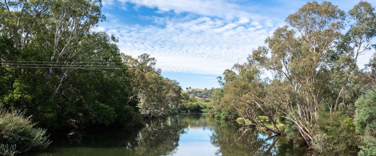 A river surrounded by dense trees and a clear sky.