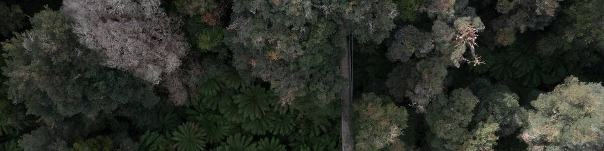 Aerial view of Tarra Bulga National Park Victoria Melbourne