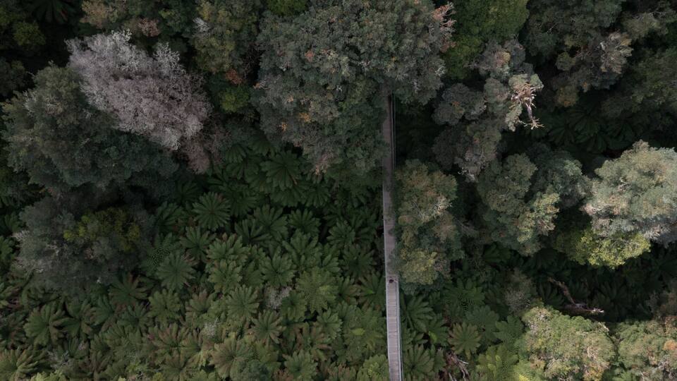 An aerial view of a dense forest with a narrow dirt path cutting through it.