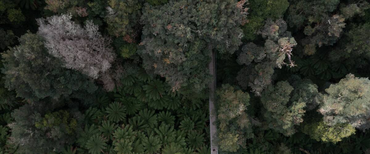 An aerial view of a dense forest with a narrow dirt path cutting through it.
